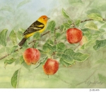 JS-BG406-apples-and-tanager