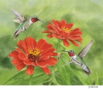 JS-BG448-zinnia-hummingbirds
