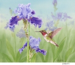 JS-BG573-iris-and-hummingbird