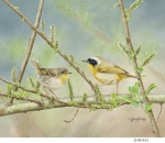 JS-BG612-yellow-throated-warblers
