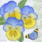 JS-D462b blue and yellow pansies