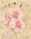 js-d22-orchid