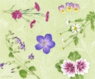 js-d265-flowering-herbs