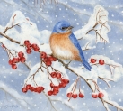 js-d282-bluebird-in-snow